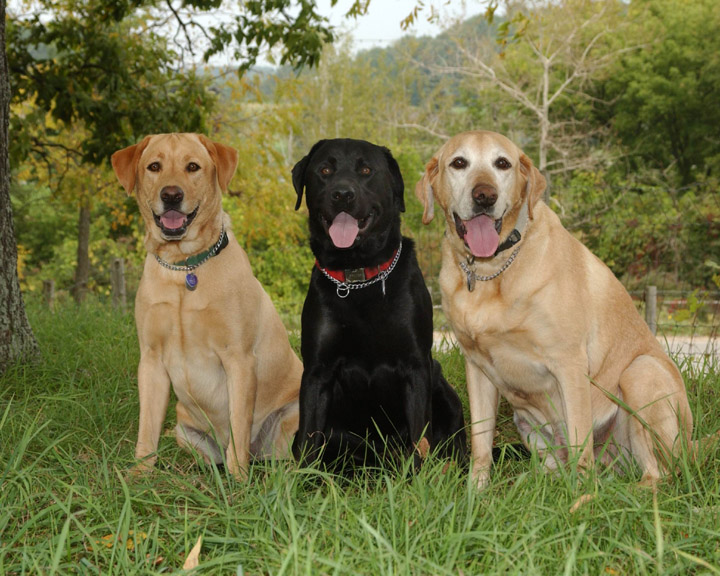 portrait of 3 dogs outside